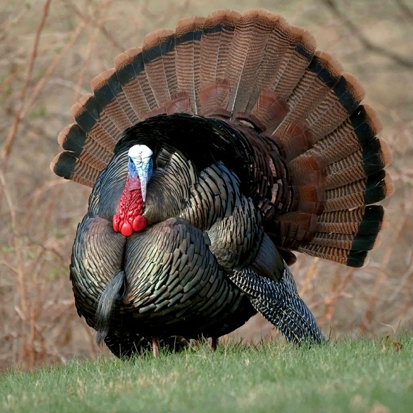 Meet your Posher, Rick - Picture 1 of 1